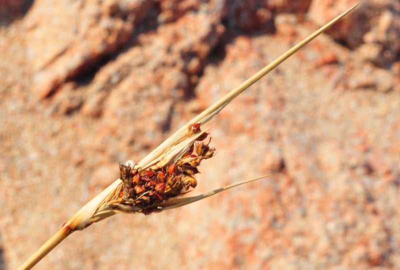 Juncus acutus / Giunco pungente